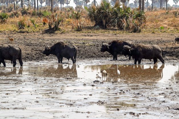 Murchison Falls National Park