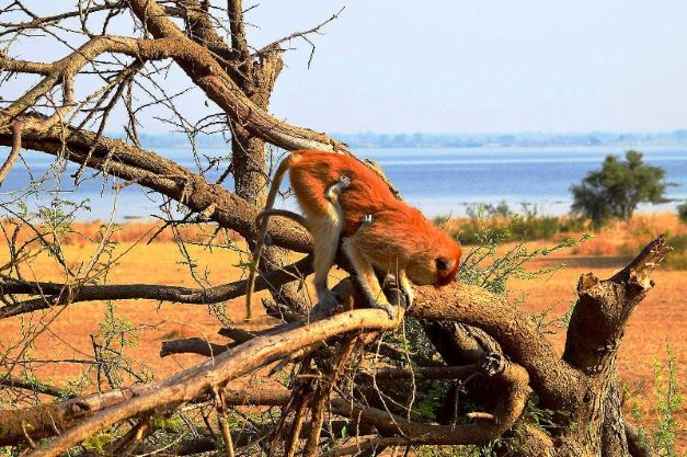 Murchison Falls National Park