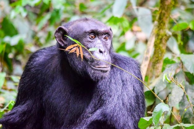 Murchison Falls National Park