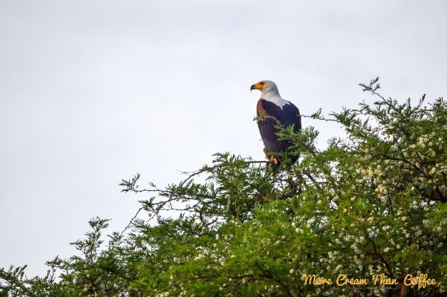 Murchison Falls National Park