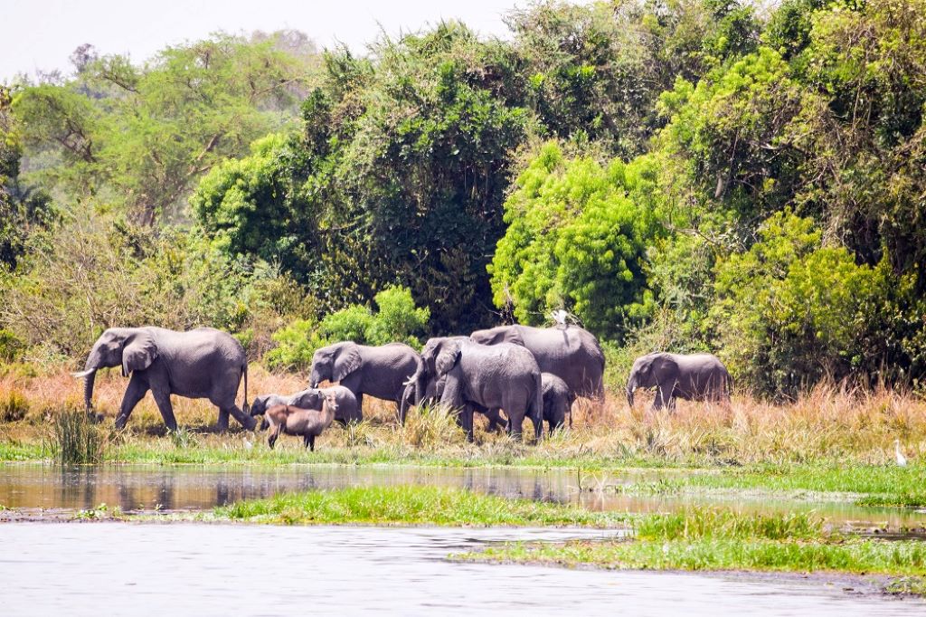 Murchison Falls National Park