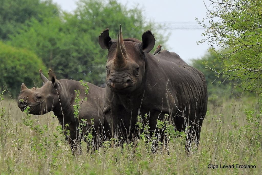 Black Rhino