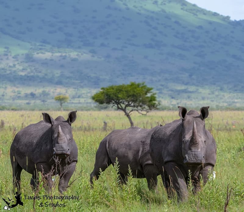 Black rhino