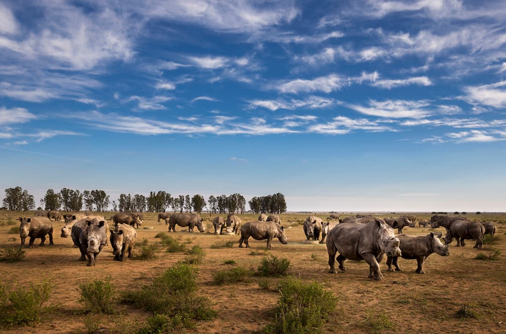 African Parks