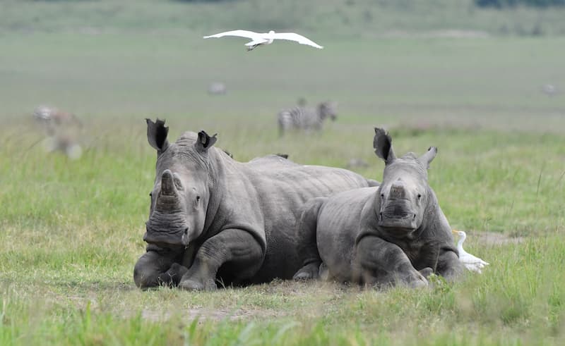 African Parks