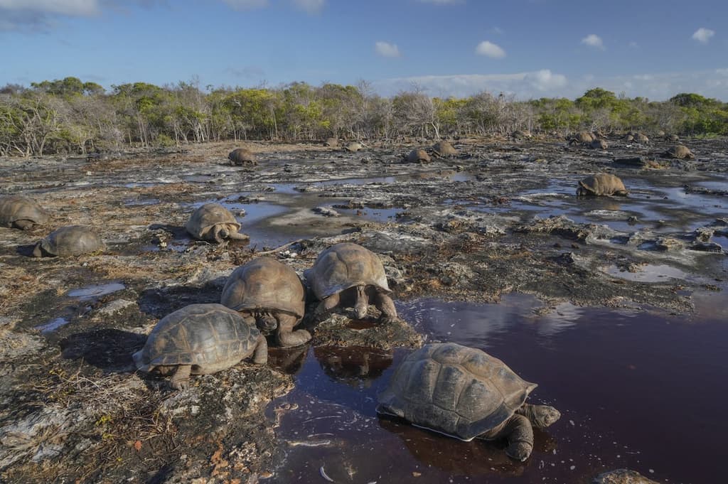 Giant Aldabra Tortoise