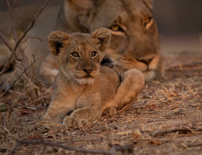 South Luangwa National Park